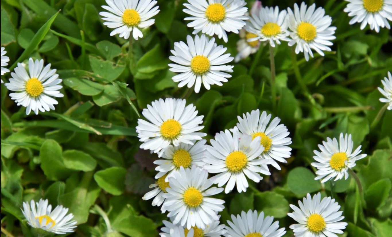 Bunga Aster